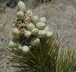 Joshua trees (Yucca brevifolia) fruit - grid24_24