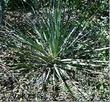 Nolina bigelovii Beargrass - grid24_3