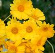 A closeup photo of the flowers of Baileya multiradiata, Desert Marigold. - grid24_3