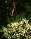 Ptelea crenulata, Western Hop tree with Lorquin's BAdmiral Butterfly - grid24_24