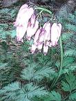 Here is a line drawing  of Dicentra formosa, Pacific  Bleeding Heart. - grid24_3