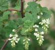 White Chaparral Currant, Ribes indecorum is native from southern Monterey Co., to San Diego, it used to be a common shrub throughout the Los Angeles basin and the Santa Monica Mountains. - grid24_3