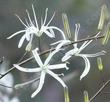 The Soap plant flowers are delicate white flowers on a three foot stalk - grid24_24