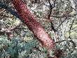 Arctostaphylos obispoensis San Luis Obispo Manzanita with the seasonal peeling bark. - grid24_3