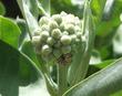 Asclepias speciosa, Showy Milkweed with Monarch Larva - grid24_3