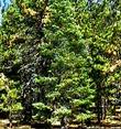 An old picture of Abies concolor, White Fir, taken on Mount Pinos, California.  - grid24_3