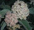 Asclepias eriocarpa Monarch Milkweed, woollypod milkweed, Indian milkweed, and kotolo - grid24_3
