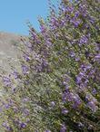 Penstemon incertus, Western Desert Penstemon along Hwy 178. - grid24_3