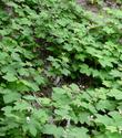 Rubus parviflorus, Thimbleberry, on slope - grid24_3