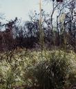 Xerophyllum tenax, Indian Basket Grass in flower in Carmel - grid24_3