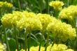 Eriogonum umbellatum Shasta sulfur buckwheat - grid24_3