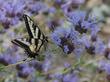 A pale Swallowtail butterfly on a Salvia clevelandii alpine.  - grid24_24