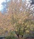 Box Elder tree,  Acer negundo californicum with fall color in fog. - grid24_24
