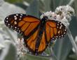 Eriodictyon tomentosum Woolly Yerba Santa, with a Monarch  - grid24_3