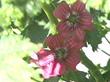 Lavatera assurgentiflora, Malva Rosa, is a mallow that is showy, but is loved by all critters.  - grid24_24