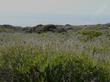 Salvia mellifera, Black sage along the coast - grid24_3