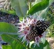 Asclepias speciosa, Showy Milkweed with a Variable Checkerspot, Euphydryas chalcedona - grid24_3