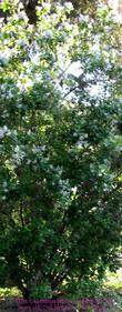 An old picture of Ceanothus arboreus. the plant is now  close to thirty years old - grid24_3