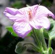 Here is an old photo of the flower of Geranium viscosissimum, Sticky Geranium. - grid24_3