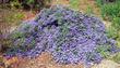 This Ceanothus Joyce Coulter was in Greg Rubins' back yard in Escondido - grid24_24