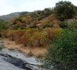 Aesculus californica, Buckeye, under summertime drought stress, in the chaparral of the central coast of California.  - grid24_3