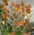 The red new growth of Sunset manzanita - grid24_3