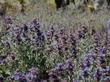 Four Painted Lady butterflies on Salvia dorrii, Desert Sage  - grid24_3