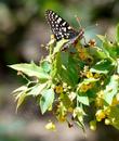 A Checkerspot Butterfly  on a Mahonia nevinii - grid24_3