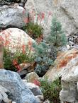 Penstemon rostriflorus, Bridge's Penstemon amongst the rocks with Pinus monophylla. The Penstemon is maybe 3ft tall.  - grid24_3