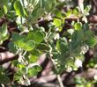 Arctostaphylos silvicola, Ghostly Manzanita flowers and bark. - grid24_3
