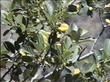 Rhamnus californica tomentella Mountain Coffeeberry - grid24_3
