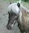 Pony boy the wonder horse.  - grid24_3