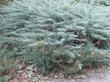 Artemisia californicaX Montara under drought - grid24_24