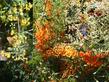 A Checkerspot Butterfly and a Western Bluebird in two shots of Mahonia nevinii. - grid24_24