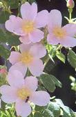 Rosa californica California wild rose - grid24_24