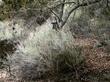 Artemisia californica California Sagebrush is one of the most common shrubs in the coastal plant communities of California.  - grid24_3