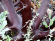 Arctostaphylos stanfordiana stanfordiana trunk and bark - grid24_3