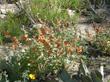 Sphaeralcea ambigua, Desert Mallow in a faux desert garden. - grid24_3