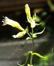 Silene Parishii Parish's catchfly - grid24_3