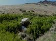 Forestiera neomexicana, Desert Olive, is growing here in a moist swale in overgrazed rangeland in the eastern Sierra Nevada mountains of California. - grid24_3