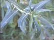 Salix lasiolepis bracelinae leaves - grid24_3