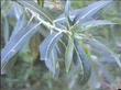 Salix lasiolepis bracelinae leaves - grid24_24