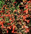 Here you can see the masses of flowers that are produced by Keckiella ternata var. septentrionalis, Whorl Leaf Penstemon. - grid24_3