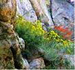 Chrysothamnus nauseosus ssp. hololeucus, Rabbitbrush, in the Laguna Mountains of southern California, growing out of a large boulder, with Zauschneria (Epilobium) in the background.  - grid24_24