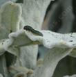 Eriodictyon tomentosum Woolly Yerba Santa. with unknown larva - grid24_3