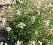 Asclepias fascicularis, Narrow-leaf milkweed plant. - grid24_3