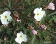 Oenothera caespitosa ssp. marginata, Evening Primrose, has large white flowers on a low-growing perennial plant. - grid24_24
