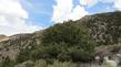 Pinus monophylla, Pinyon Pine, lives in the drier areas of California, mostly on the eastern side of the Sierra Nevada mountains. - grid24_3