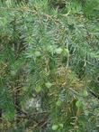Torreya californica, California Nutmeg with nuts - grid24_3