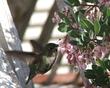 Anna Hummingbird on Baby Bear Manzanita flowers - grid24_3